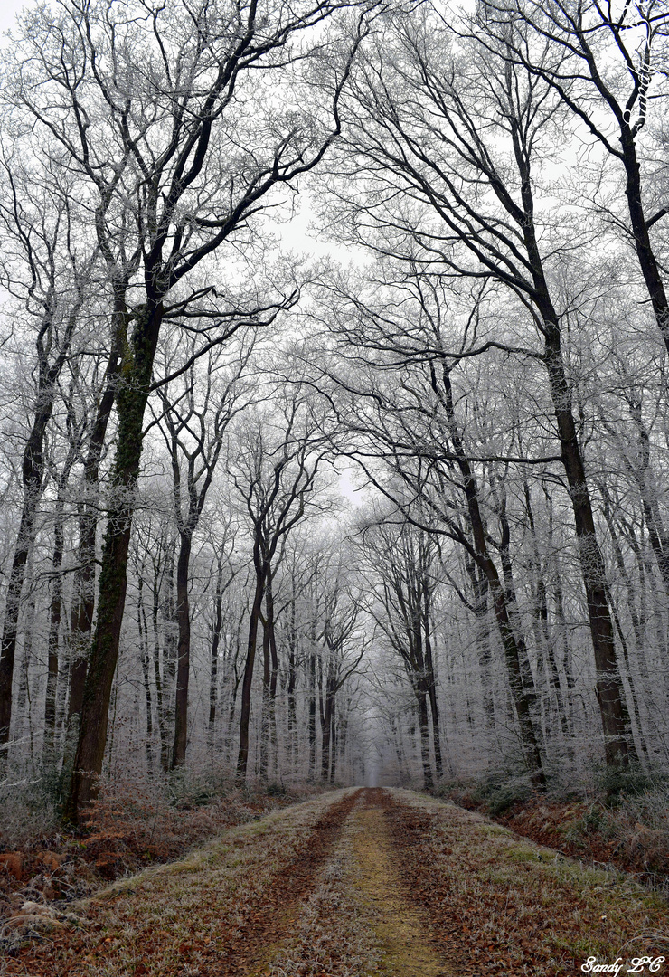 La forêt givrée