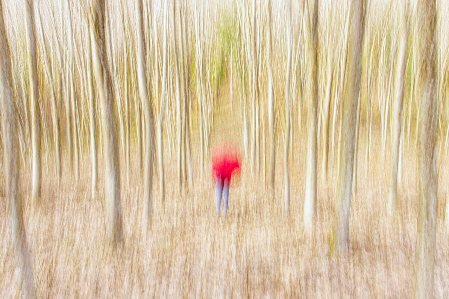 La forêt hantée