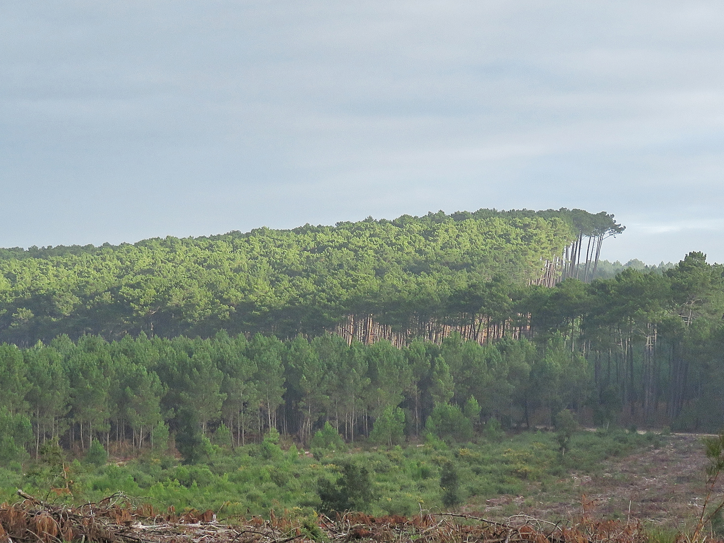 la forêt Landaise !