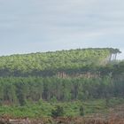 la forêt Landaise !