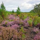 La forêt Landaise aux couleurs de l'automne