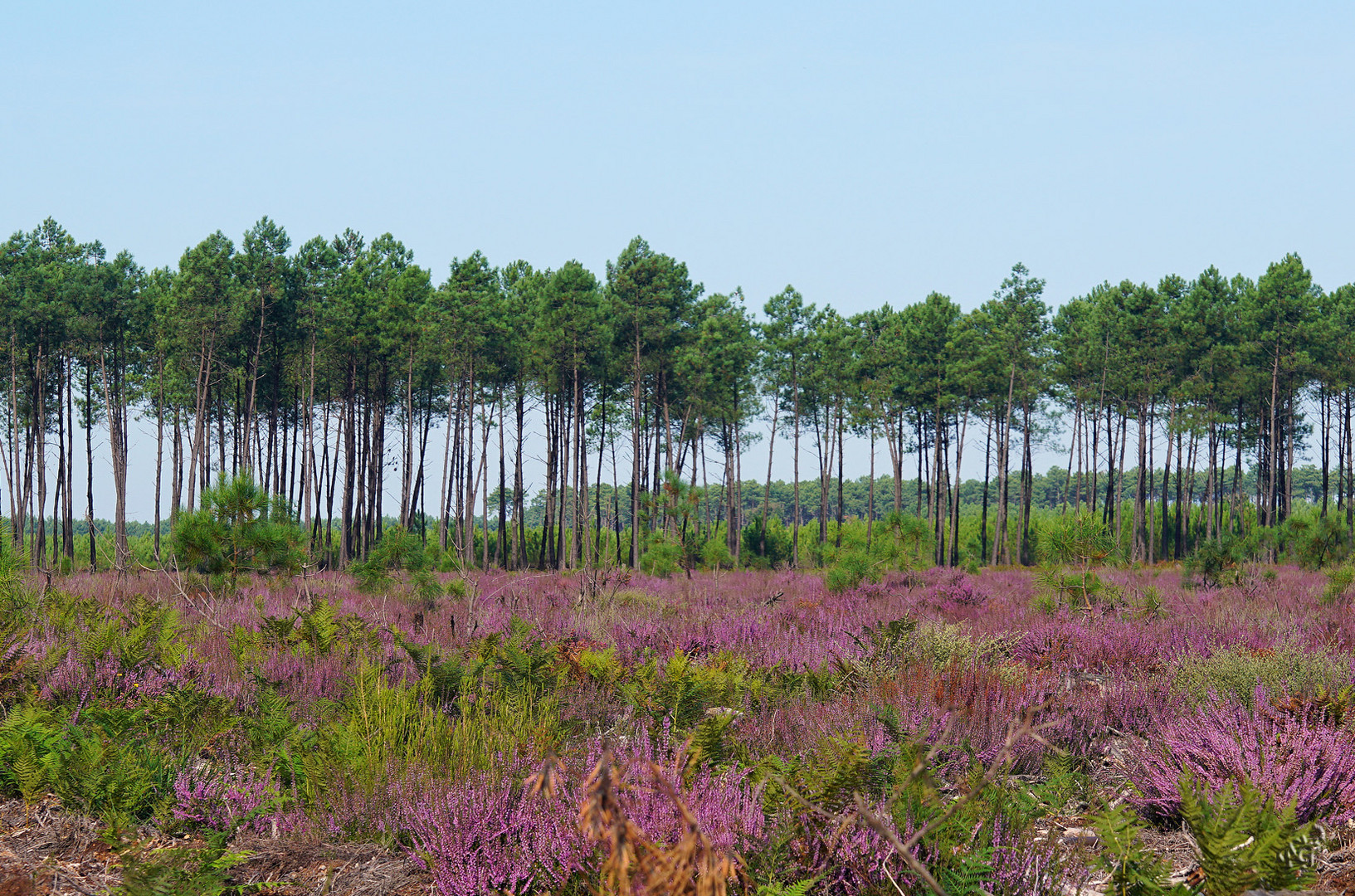 La forêt Landaise avec la bruyère