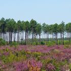 La forêt Landaise avec la bruyère