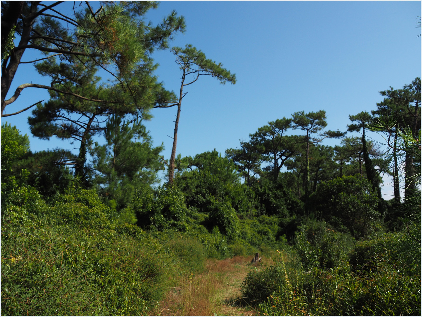 La forêt landaise dans le parc écologique Izadia