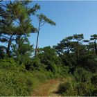 La forêt landaise dans le parc écologique Izadia