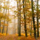 La forêt légendaire 