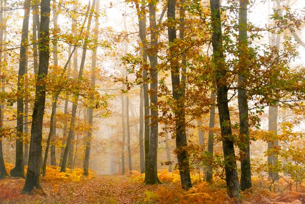 La forêt légendaire 