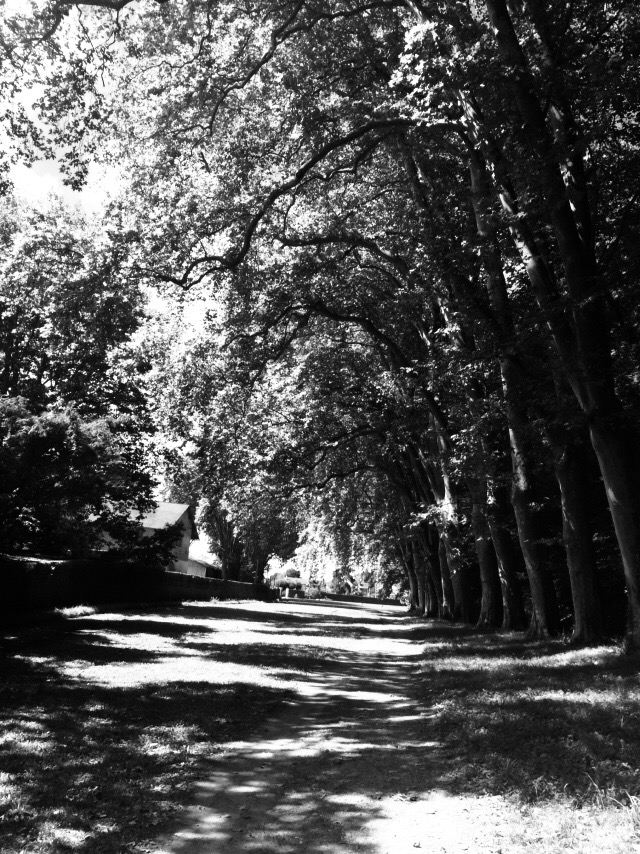 La forêt mystique.