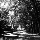 La forêt mystique.