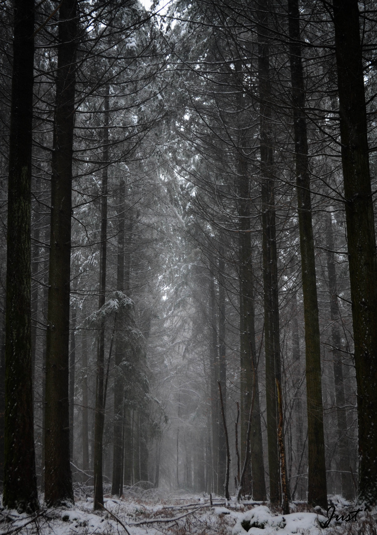 La forêt noire...