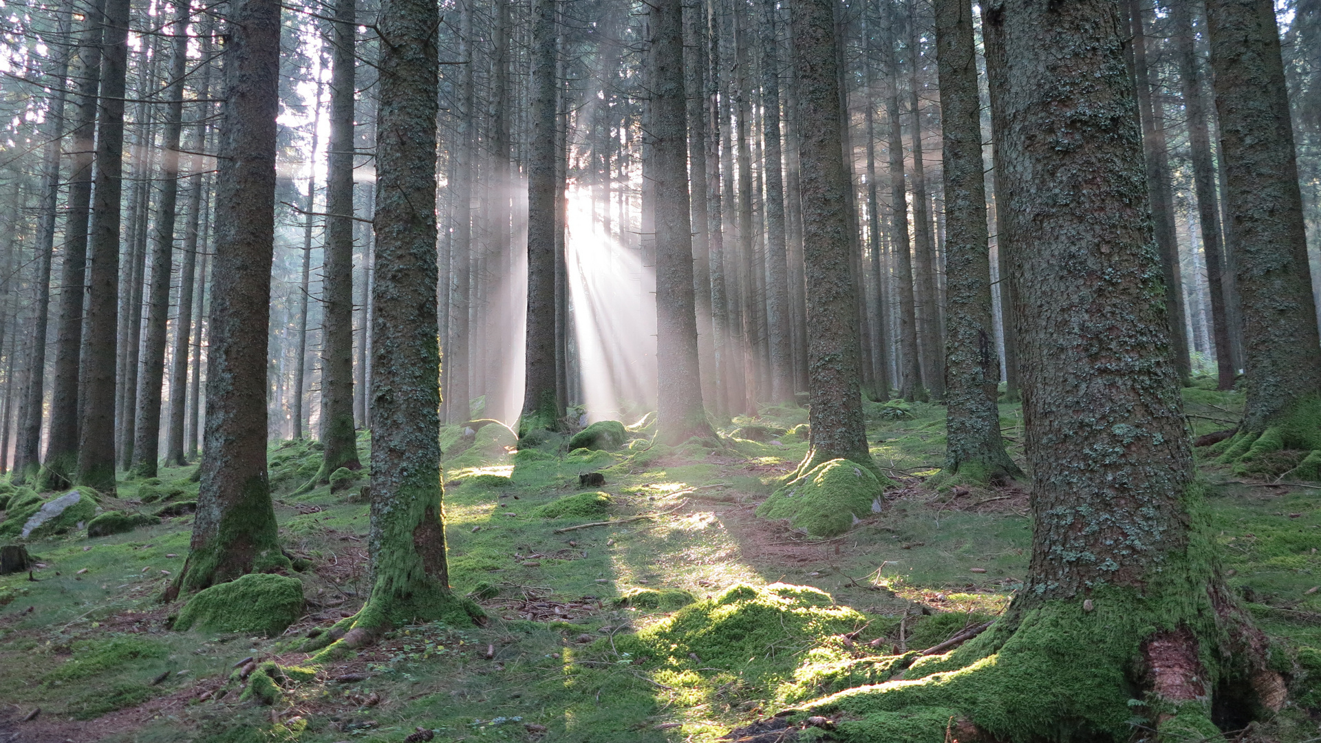 La FORÊT NOIRE éclairée