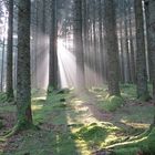 La FORÊT NOIRE éclairée