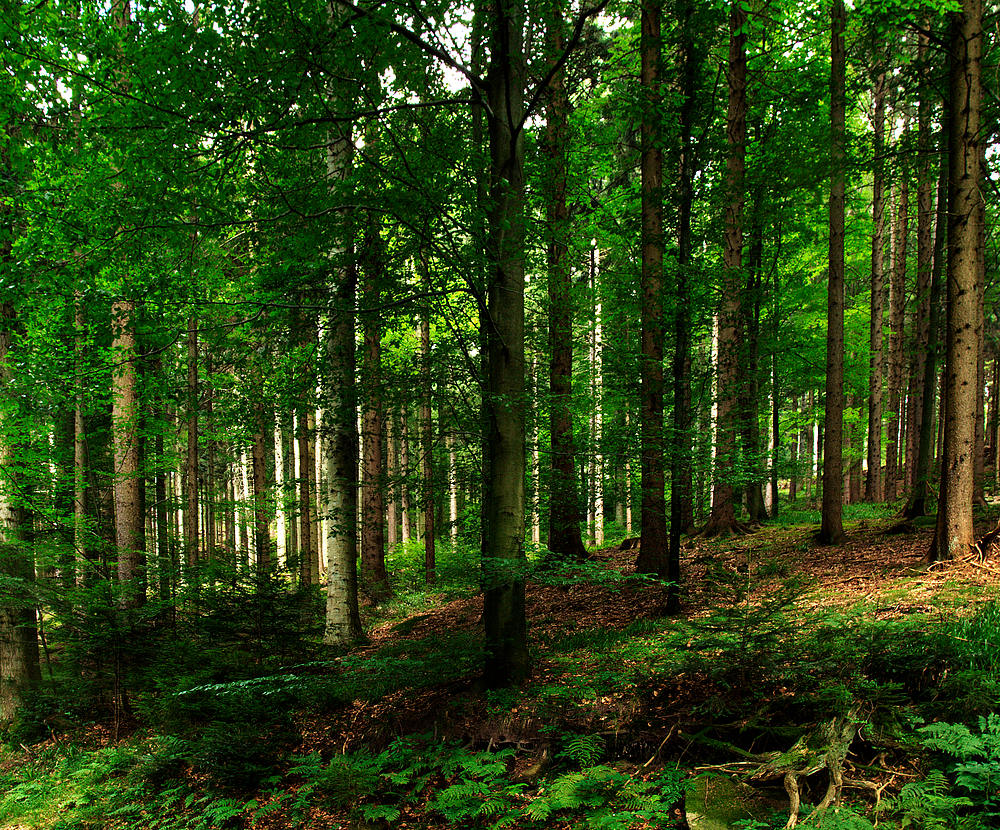 la forêt noire II