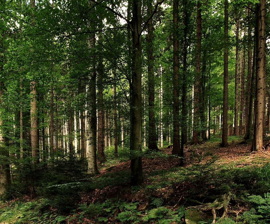 la forêt noire II - l'ambiance d'automne