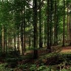 la forêt noire II - l'ambiance d'automne