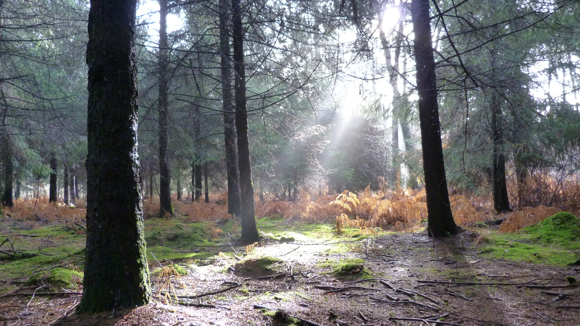 la forêt percéé