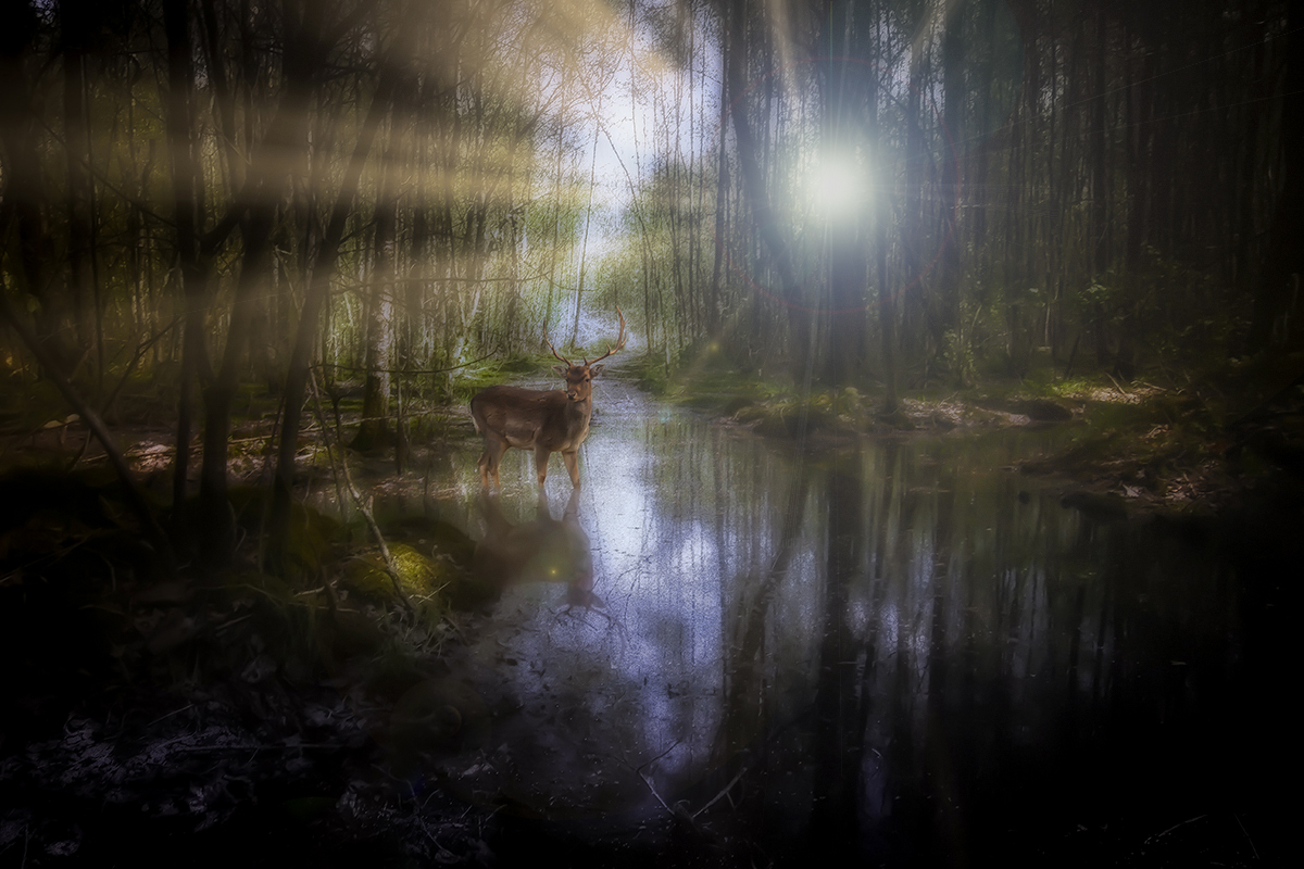 La forêt perdue.