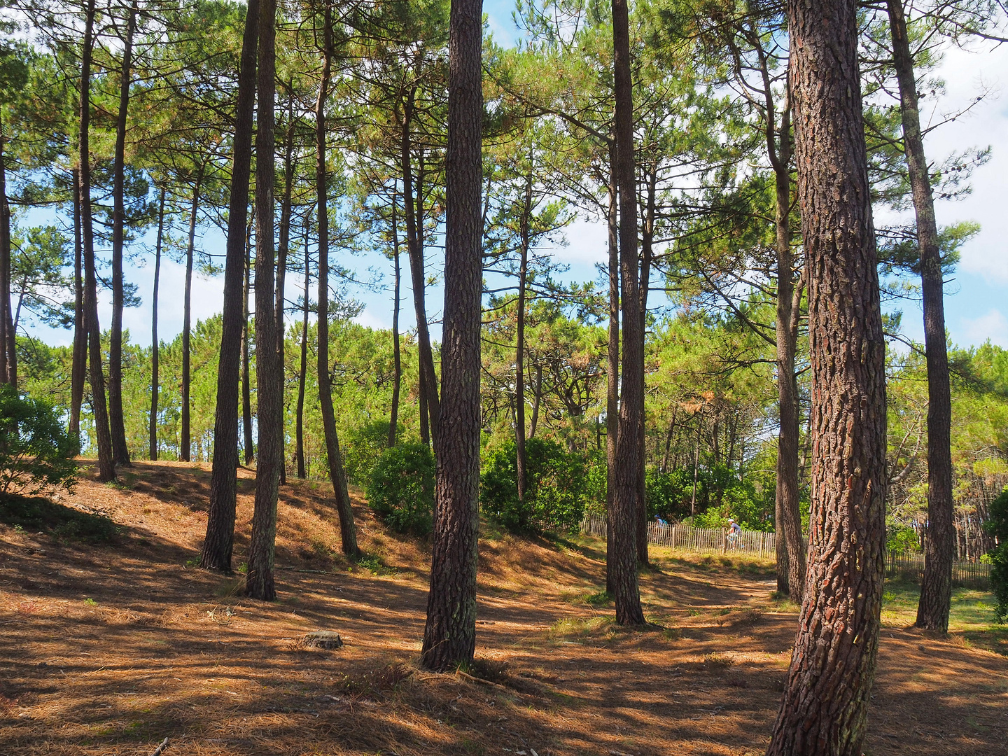 La forêt près de Mimizan