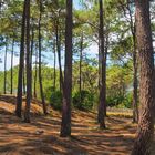 La forêt près de Mimizan