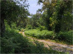 La forêt près de Seignosse