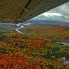 la forêt québécoise