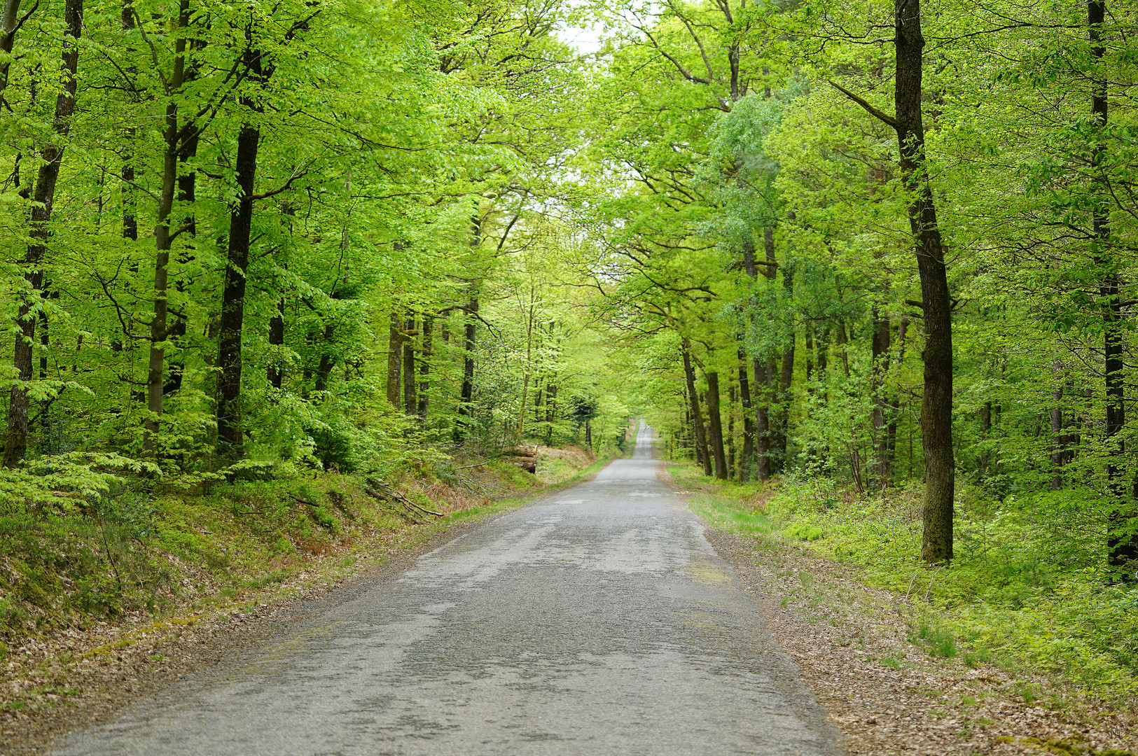 la forêt renait au printemps ....