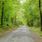 la forêt renait au printemps ....