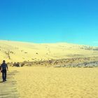 la forêt ressort devant la dune ...!