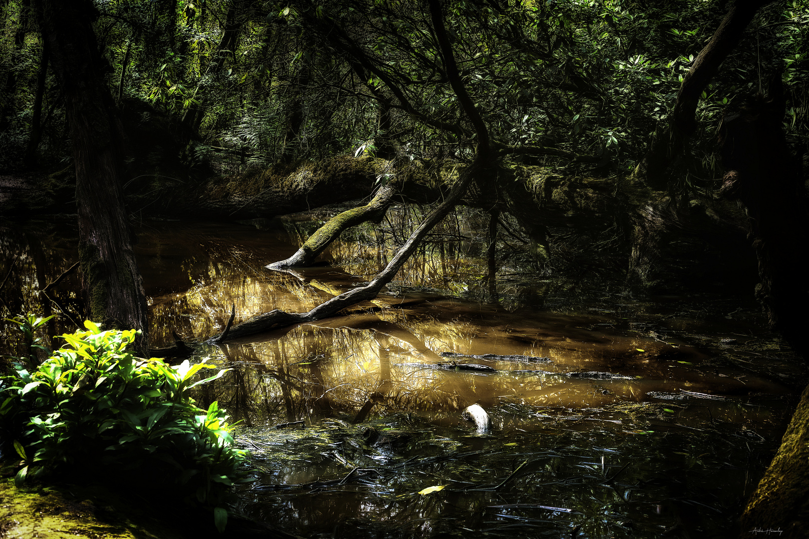 La forêt sauvage