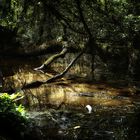 La forêt sauvage