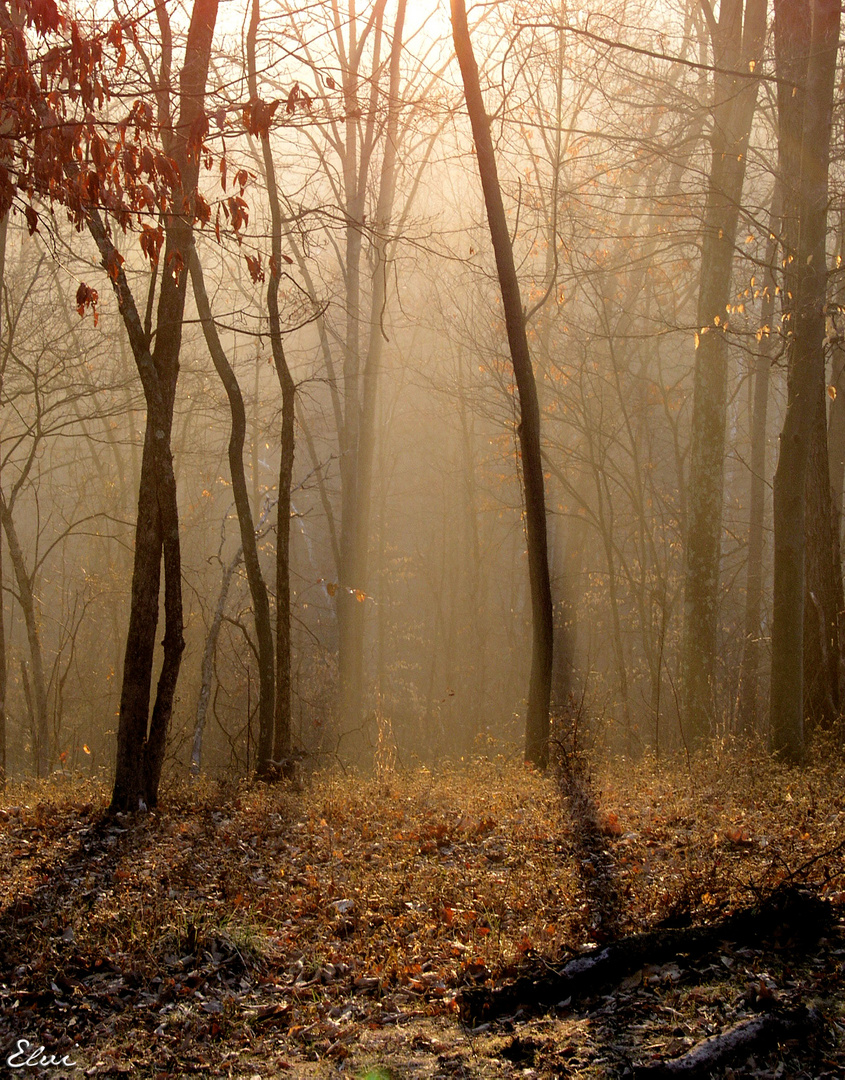 la forêt sous la brume