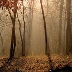 la forêt sous la brume