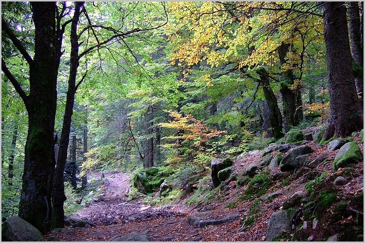 La forêt Vosgienne au début de l'automne