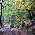 La forêt Vosgienne au début de l'automne