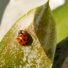 La Fortuna