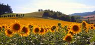 La "forza" dei colori von Rosanna Bardaro 