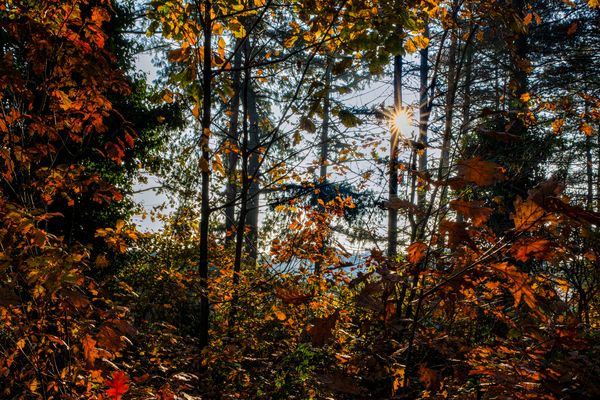 La "forza" dell' Autunno.