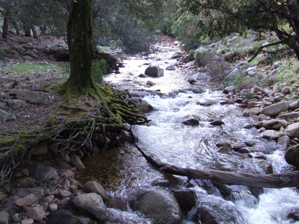 La forza della natura