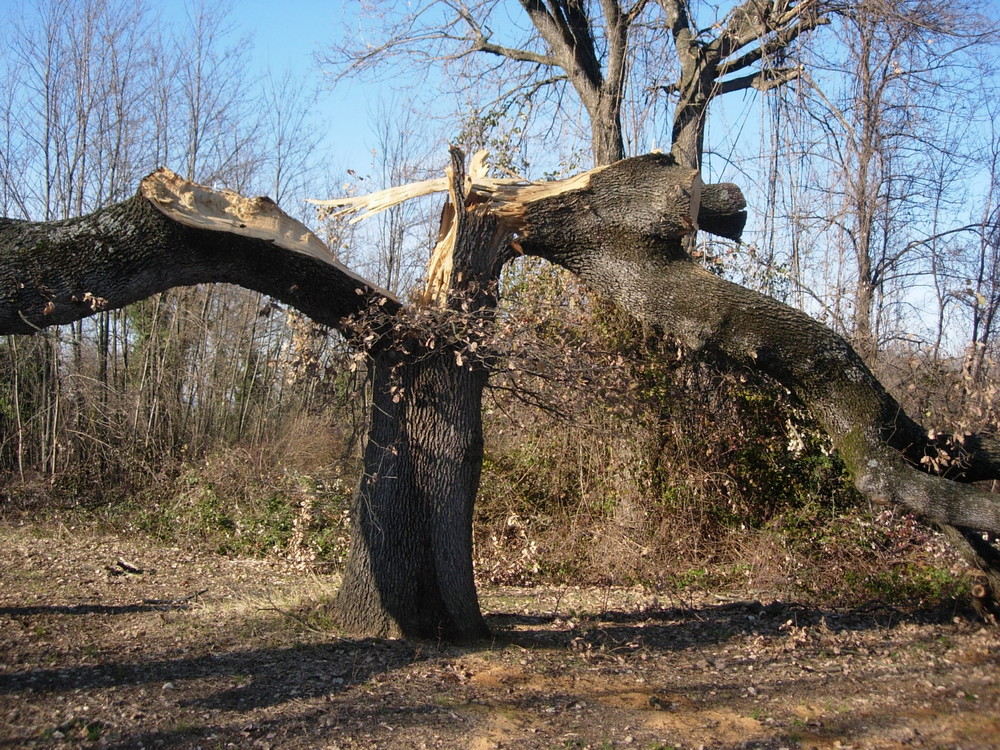 LA FORZA DELLA NATURA