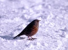 la forza della natura