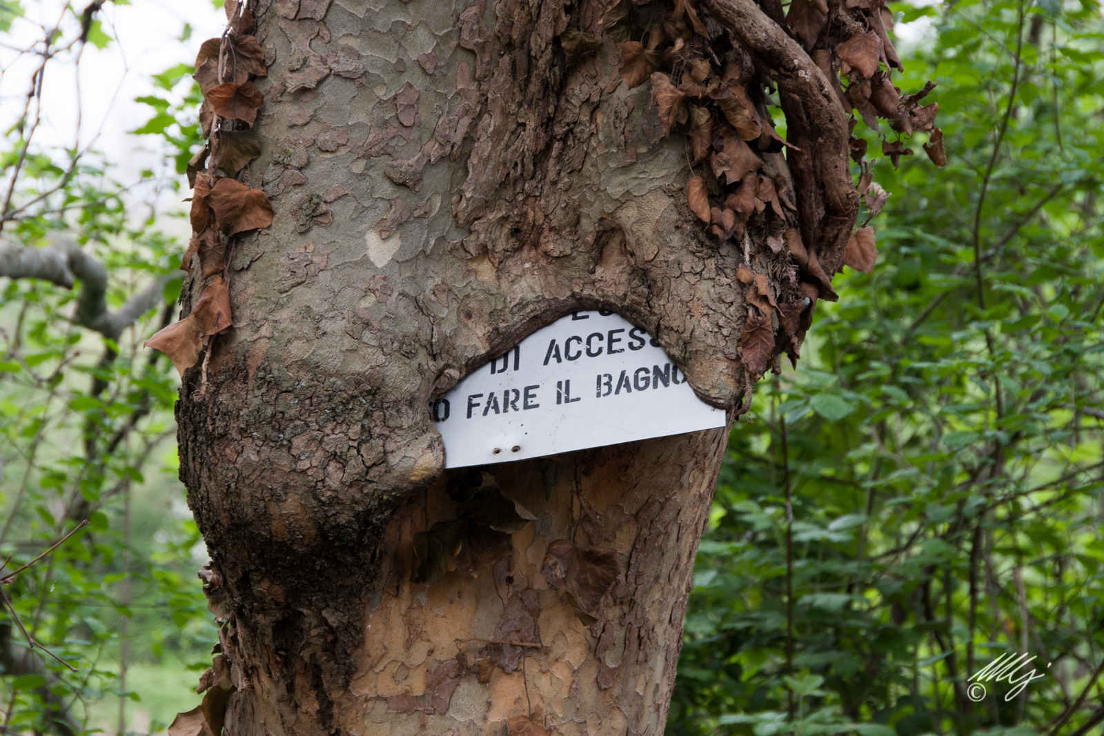 La forza della natura