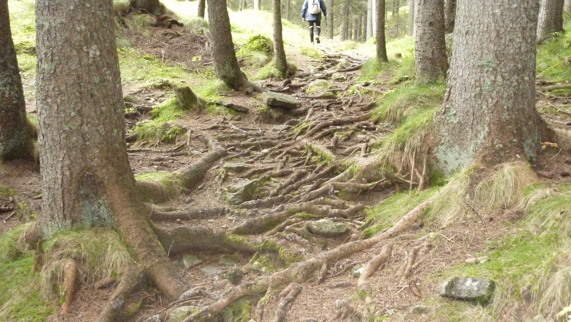 La forza della natura