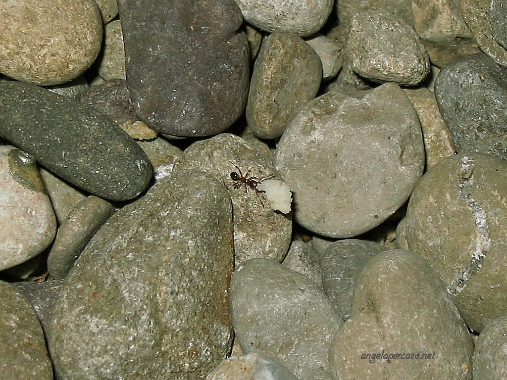 la forza delle formiche