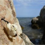 La forza vien mangiando...