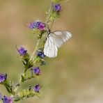 La fotografia può essere anche poesia