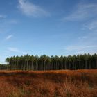 La fougere est rousse l'automne est là !