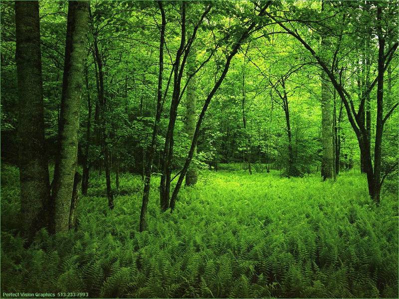 La FrEsCuRa DeL bOsQuE