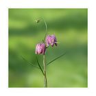 La fritillaria meleagris - Schachblume