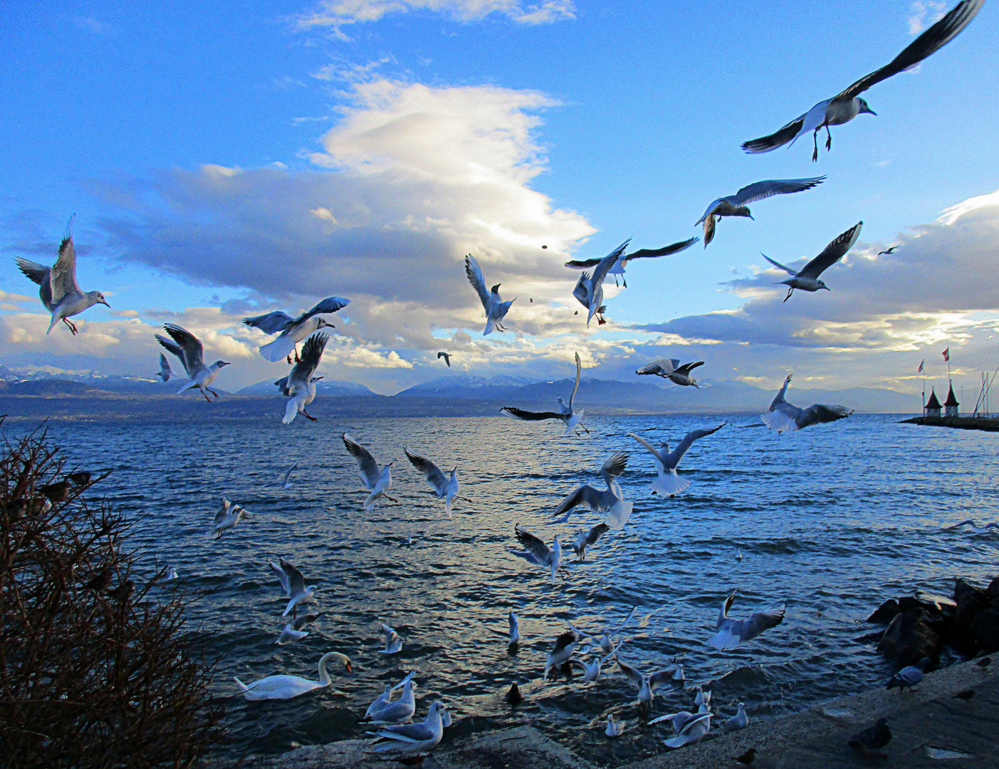 la fête aux mouettes...