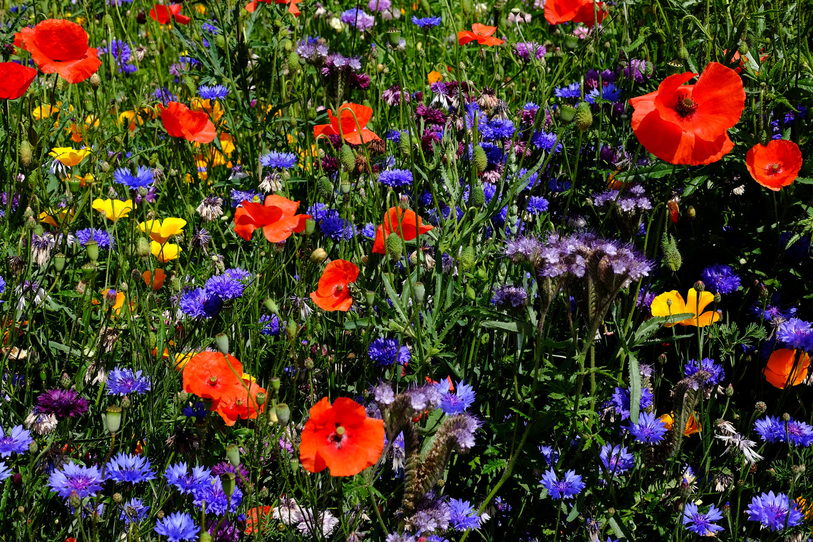 la fête des couleurs 